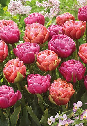 Tulip Amazing Double Blend Bulbs 12/Pack