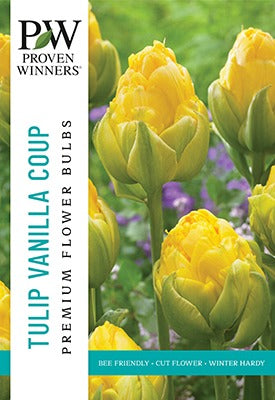 Tulip Vanilla Coup Bulbs 10/Pack