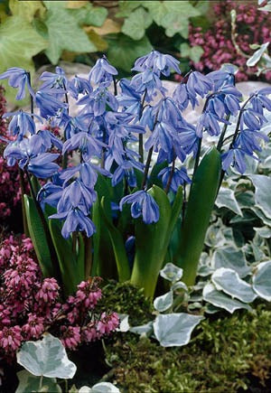 Scilla Siberian Squill Bulbs 15/Pack