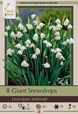 Leucojum Aestivum Giant Snowdrop Bulbs 8/Pack