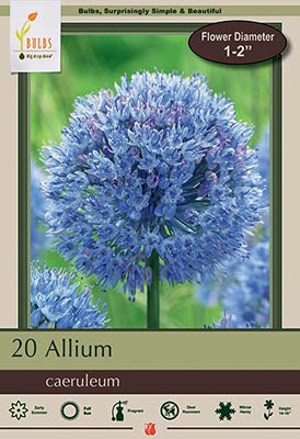 BULB, ALLIUM CAERULEUM