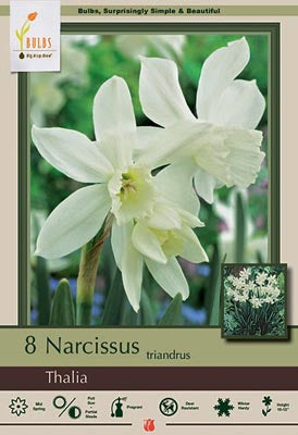 BULB NARCSSS THALIA 8/PK