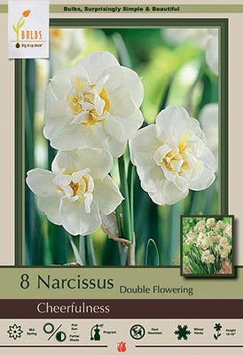 BULB NARCSSUS CHERFULNSS 8/PK