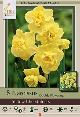 Narcissus Yellow Cheerfulness Bulbs 8/Pack