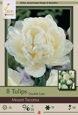 BULB, TULIP MOUNT TACOMA 8/PK