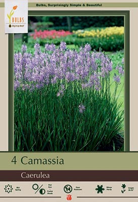 Camassia Caerulea Bulbs 4/Pack