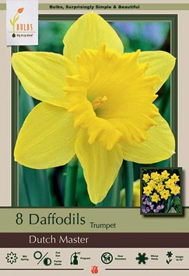 Narcissus Dutch Master Bulbs 8/Pack