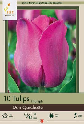 Tulip Don Quichotte Bulbs 8/Pack