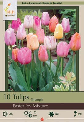 BULB TULIP EASTER JOY MX 10/PK