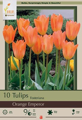 Tulip Orange Emperor Bulbs 7 Pack