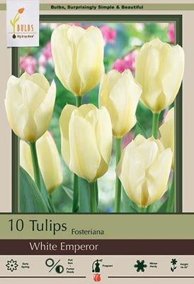 Tulip White Emperor Bulbs 10/Pack