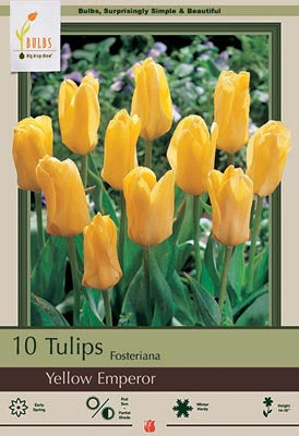 Tulip Fosteriana Yellow Emperor Bulbs 10/Pack