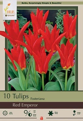 Tulip Red Emperor Bulbs 10/Pack