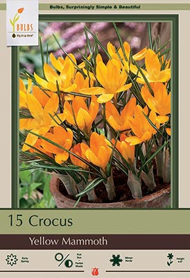 Crocus Yellow Mammoth Bulbs 12/Pack