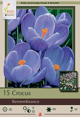 Crocus Remembrance Bulbs 12/Pack