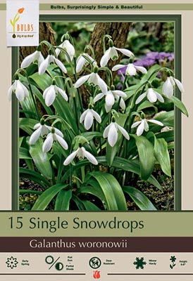 Galanthus Woronowii Snowdrops Bulbs 15/.Pack