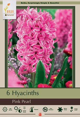 Hyacinth, Pink Pearl Bulbs 5/Pack