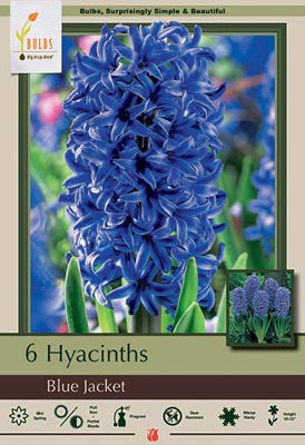 BULB, HYACINTH BLUE JACKET