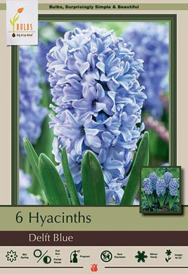 Hyacinth, Delft Blue Bulbs 5/Pack