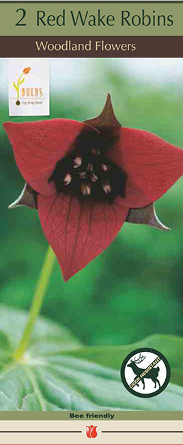 BULB, TRILLIUM ERECTUM (RED)