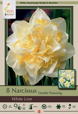 BULB NARCISSUS WHITE LION 8/PK