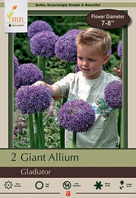 Allium Gladiator Bulbs 2/Pack