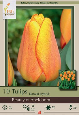 Tulip Beauty of Apeldoorn Bulbs 10/Pack