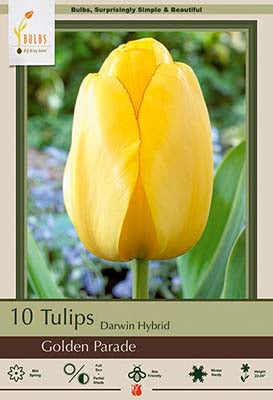 Tulip Golden Parade Bulbs 10/Pack