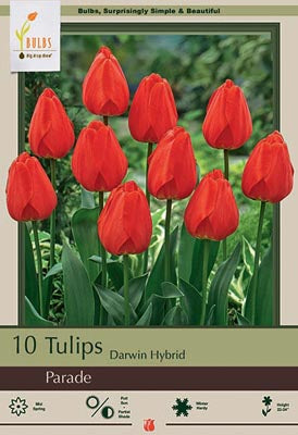 BULB, TULIP PARADE 8/PK