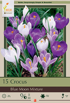 BULB, CROCUS BLUE MOON MIX