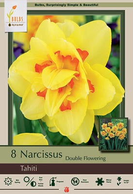 BULB, NARCISSUS TAHITI 8/PK