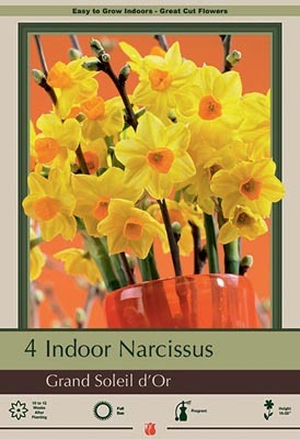 Narcissus Paperwhite Grand Soleil D'or Bulbs 4/Pack