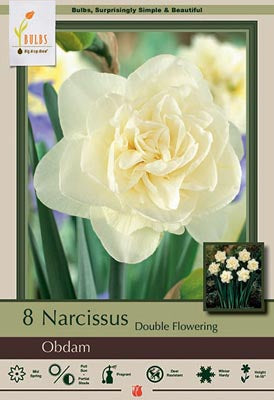 BULB, NARCISSUS OBDAM 8/PK