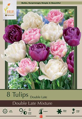 Tulip Double Dutch Mixture Bulbs 8/Pack