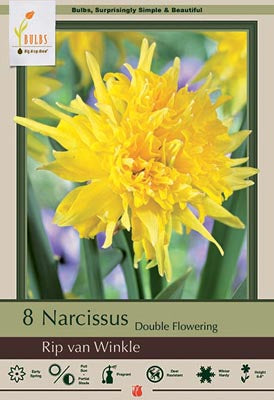 Narcissus Rip Van Winkle Bulbs 8/Pack