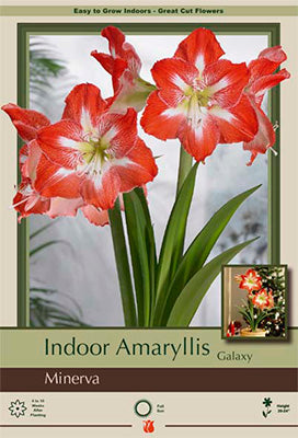 Amaryllis Minerva in Gold Bulb 1/Pack
