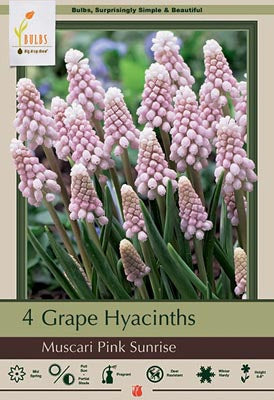 BULB MUSCARI PINK SUNRISE 4/PK