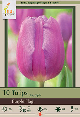 BULB TULIP PURPLE FLAG 10/PK