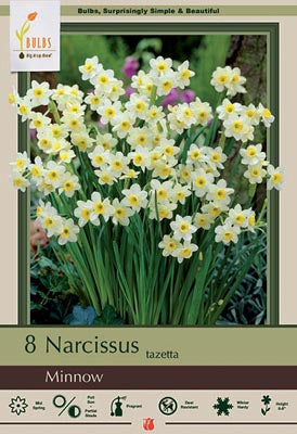 Narcissus Minnow Bulbs 8/Pack