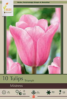 BULB TULIP MISTRESS 10/PK