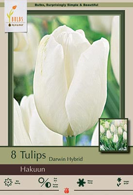 BULB, TULIP HAKUUN 8/PK