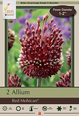 Allium Red Mohican Bulbs 2/Pack