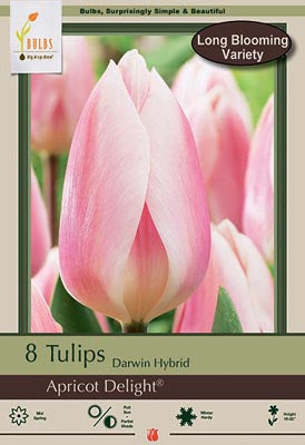 Tulip Apricot Delight Bulbs 6/Pack