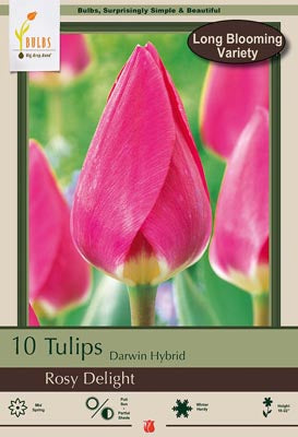 Tulip Rosy Delight Bulbs 6/Pack