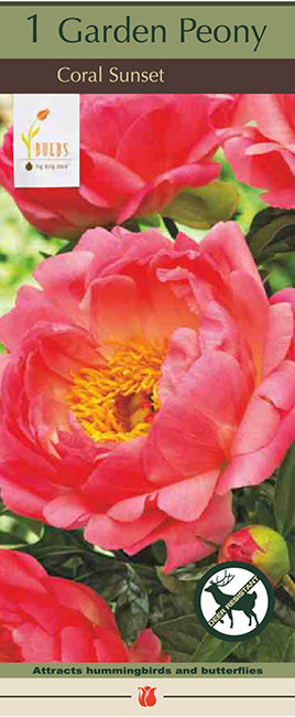 Paeonia Lactiflora Coral Sunset 1 Pack