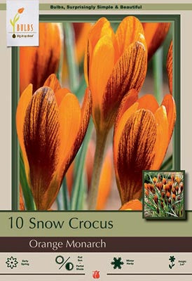 Crocus Orange Monarch Bulbs 10/Pack