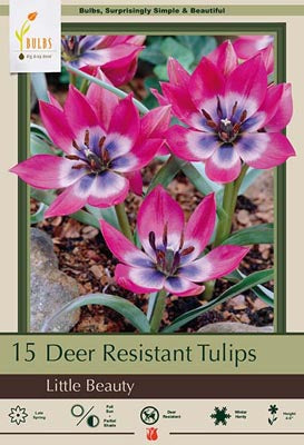 BULB TULIP LITTLE BEAUTY 15/PK