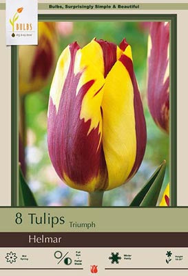 Tulip Helmar Bulbs 8/Pack