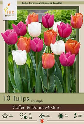 BULB TULIP COFFEE/DNT MX 10/PK