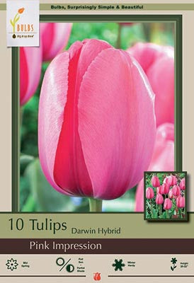 Tulip Pink Impression Bulbs 10/Pack